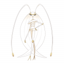 Pheromosa
